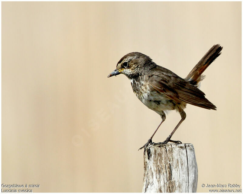 Bluethroat male juvenile, identification