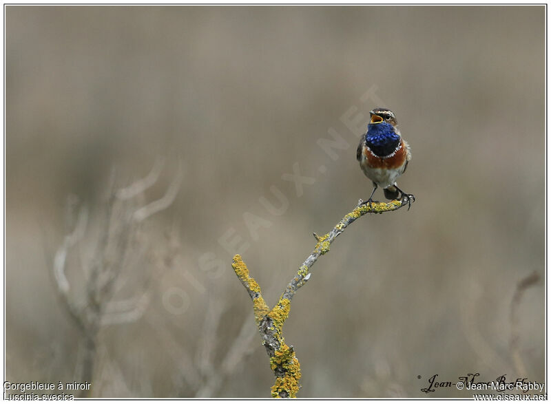 Bluethroat male, identification, song