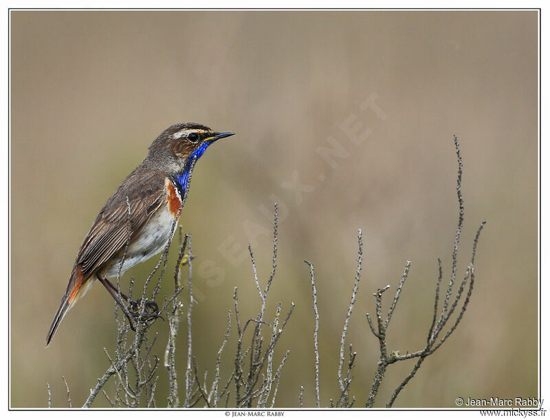 Bluethroat, identification