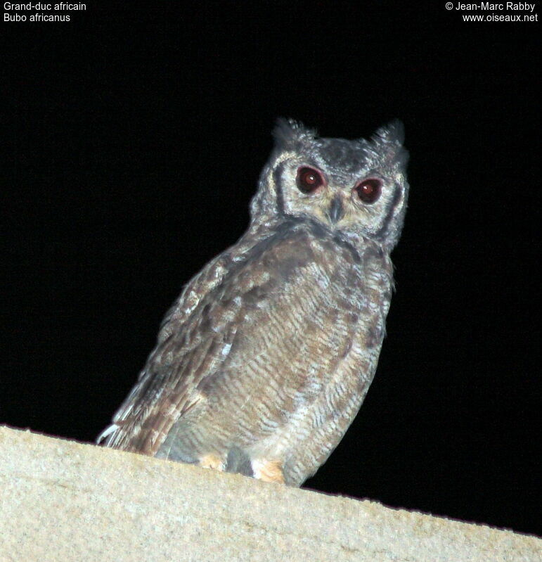 Spotted Eagle-Owl, identification