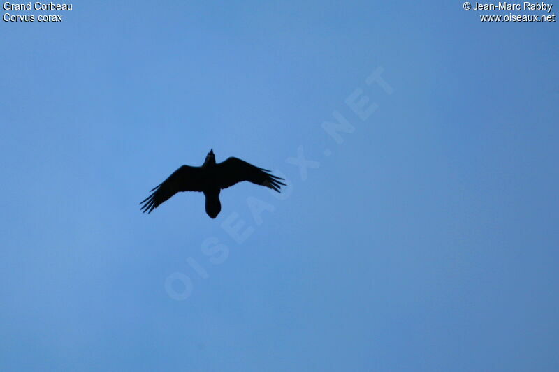 Northern Raven, Flight