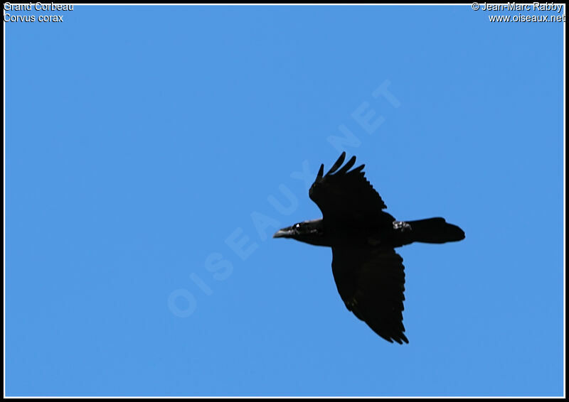 Northern Raven, Flight