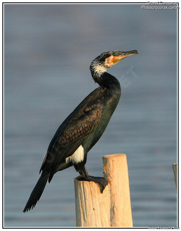 Grand Cormoran mâle, identification