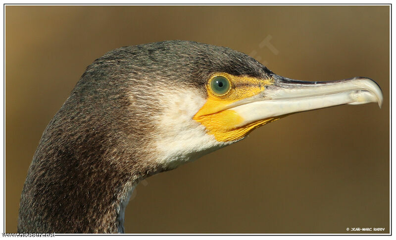 Grand Cormoran, identification