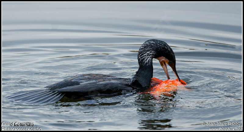 Great Cormorant, identification