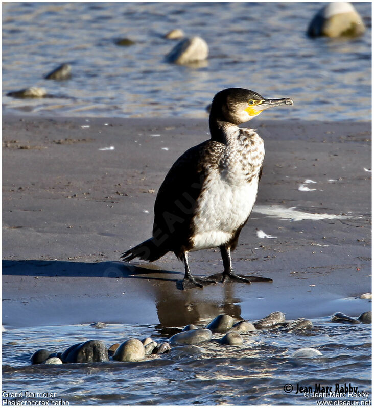 Grand Cormoran, identification