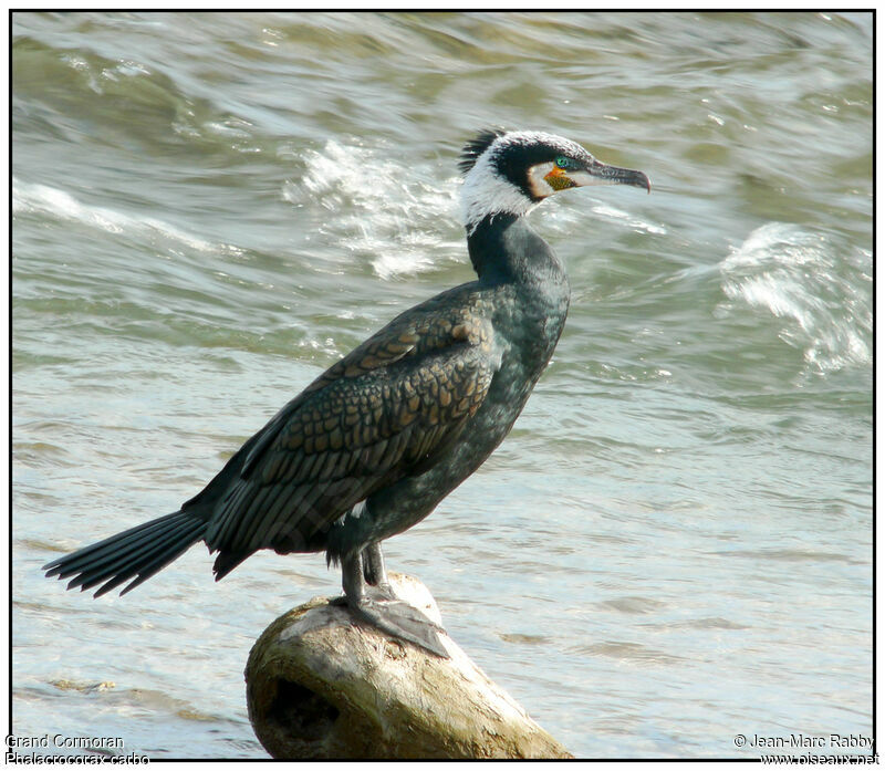 Great Cormorant, identification