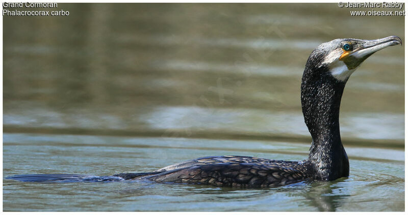 Grand Cormoran, identification