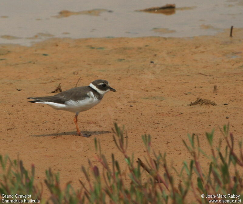 Common Ringed Plover