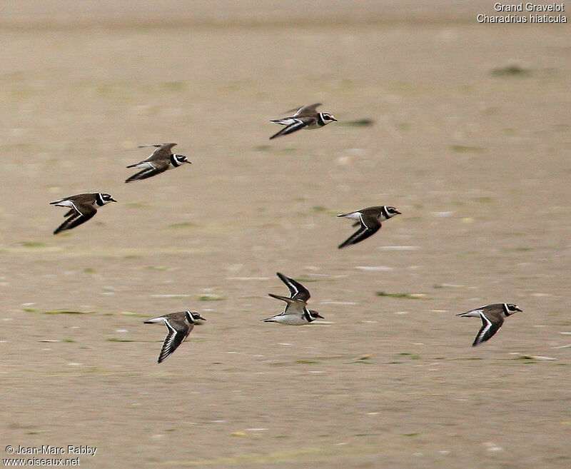 Common Ringed Plover, Flight