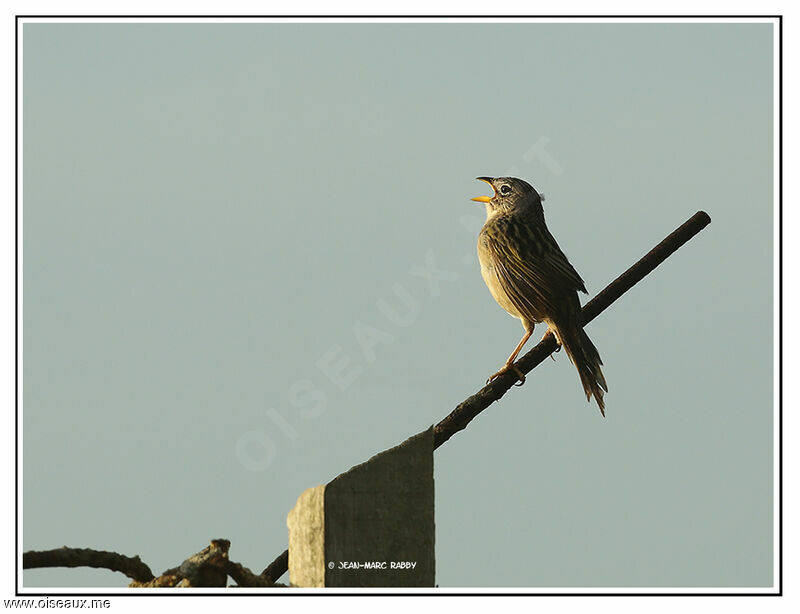 Wedge-tailed Grass Finch