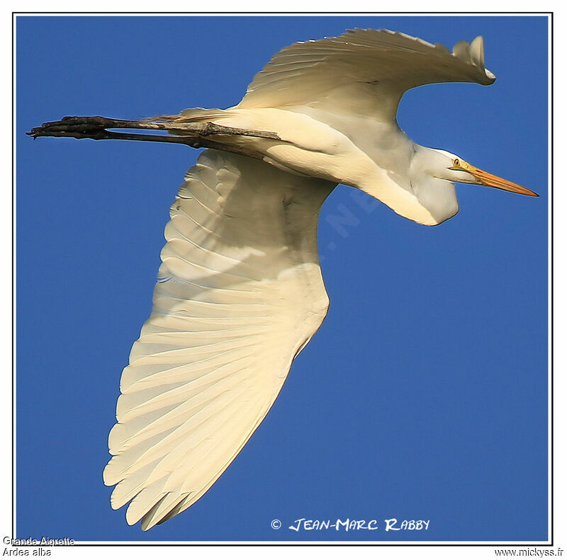 Grande Aigrette, Vol