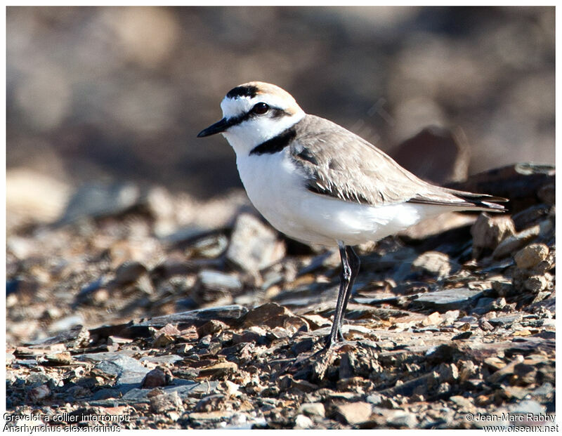 Kentish Plover, identification