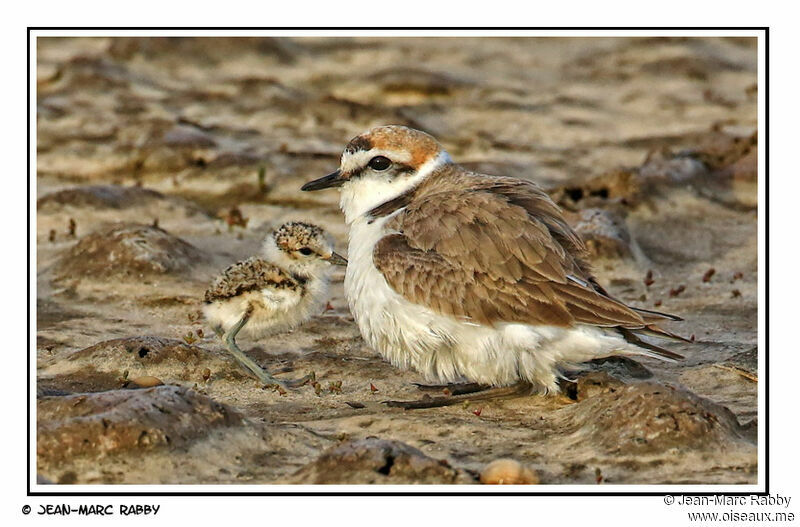 Gravelot à collier interrompu mâle, identification