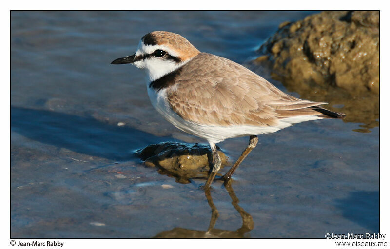 Kentish Plover, identification