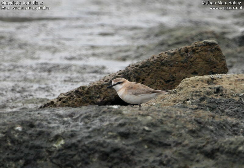 White-fronted Plover