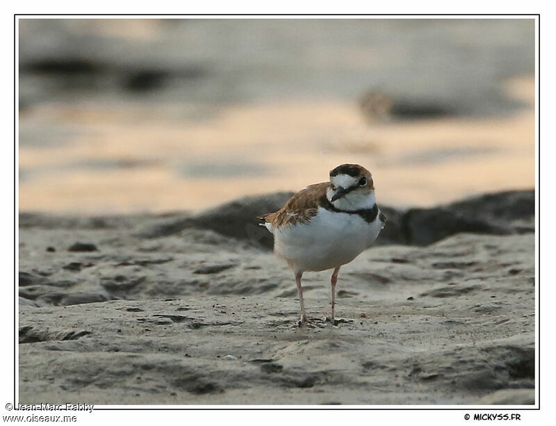 Collared Plover, identification