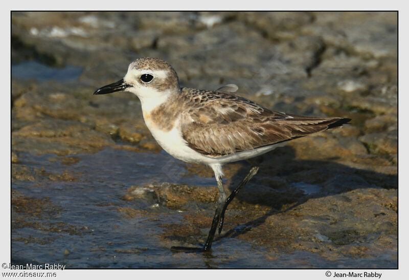 Gravelot de Leschenaultadulte internuptial, identification