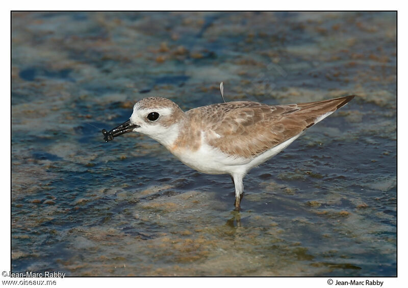 Greater Sand Ploveradult post breeding, feeding habits