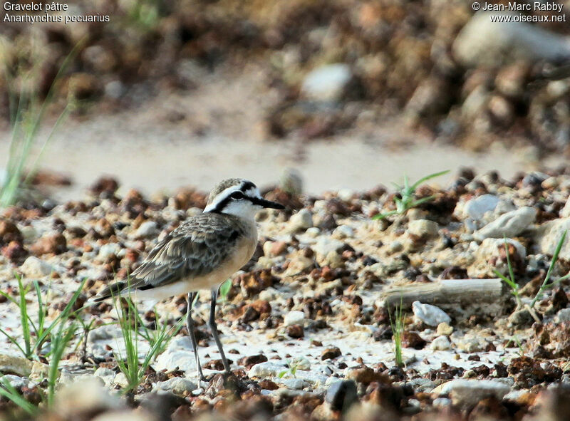 Kittlitz's Plover, identification