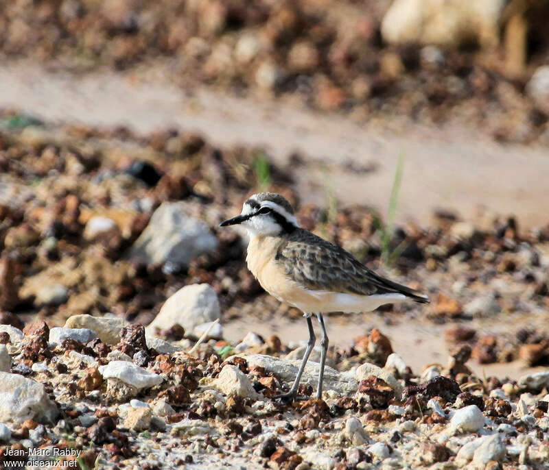 Kittlitz's Plover male adult breeding, identification