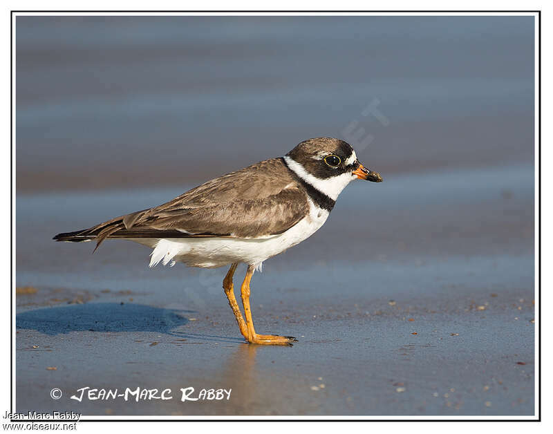 Semipalmated Ploveradult breeding, identification