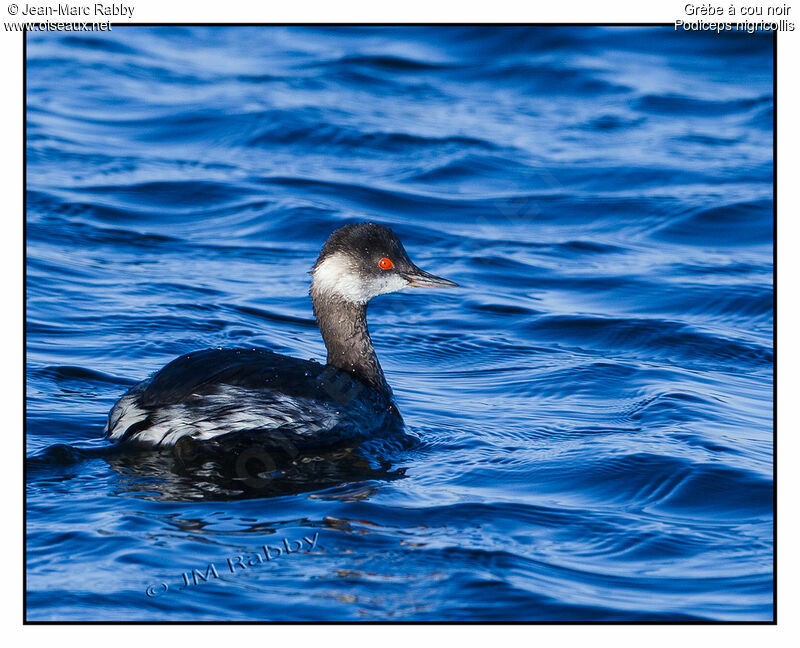 Black-necked Grebe, identification