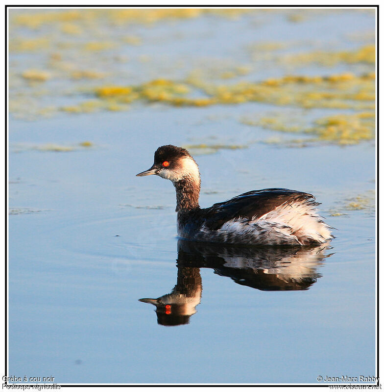 Grèbe à cou noir, identification