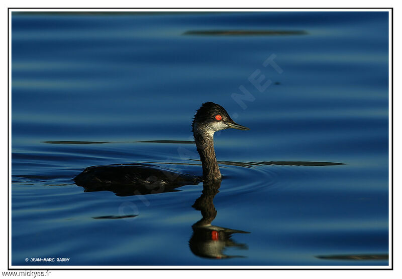 Black-necked Grebe, identification