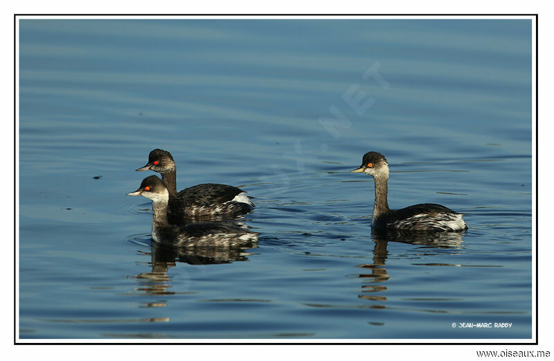 Black-necked Grebe, identification