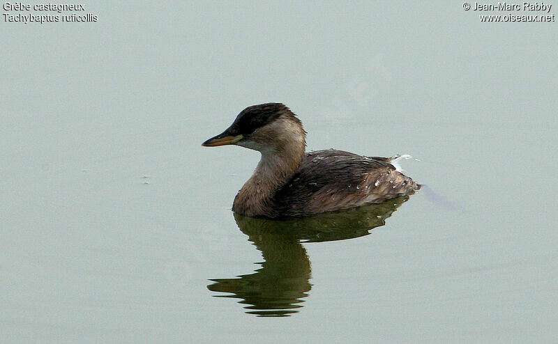 Little Grebe, identification