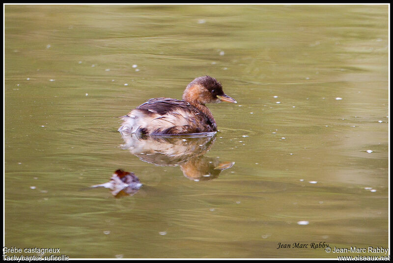 Little Grebe, identification