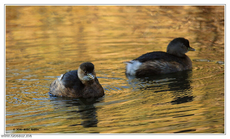 Little Grebe , identification