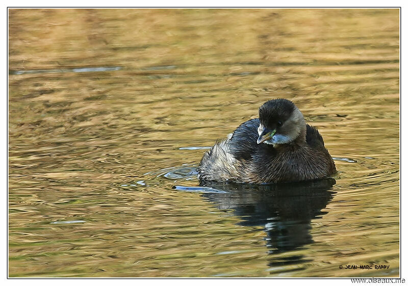 Little Grebe, identification