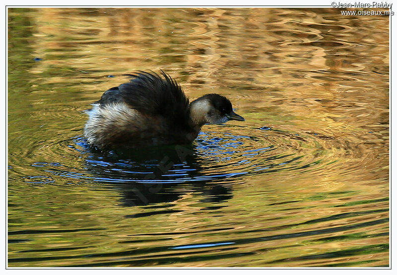 Little Grebe