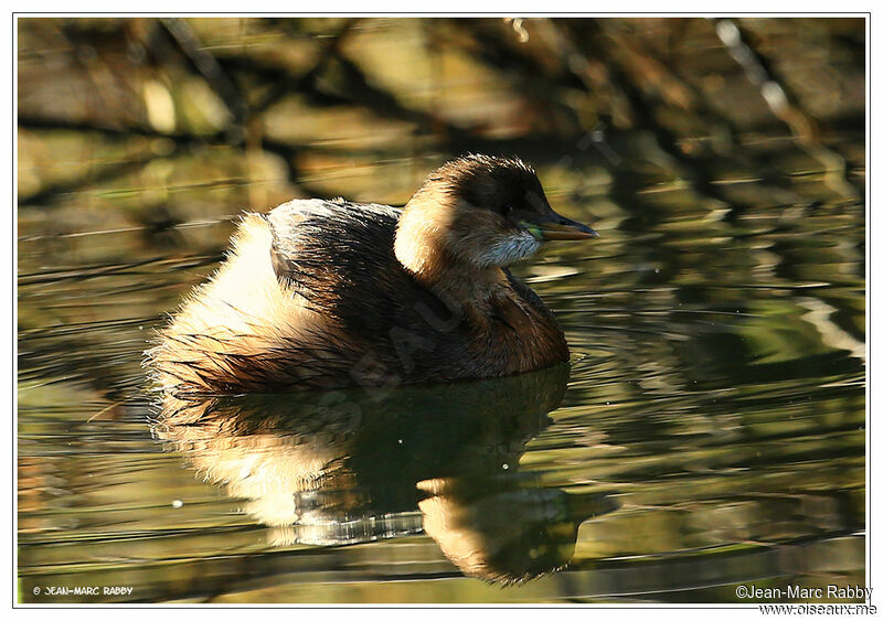 Little Grebe, identification