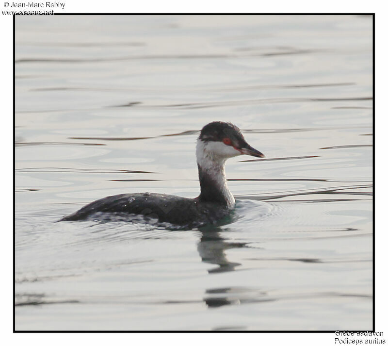 Grèbe esclavon, identification