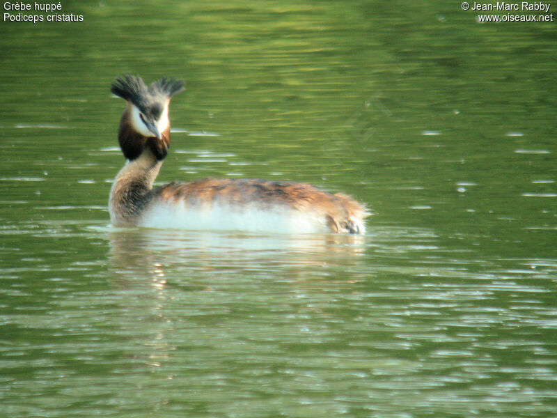 Grèbe huppé, identification