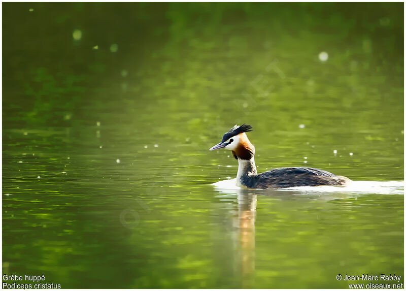 Great Crested Grebe, identification