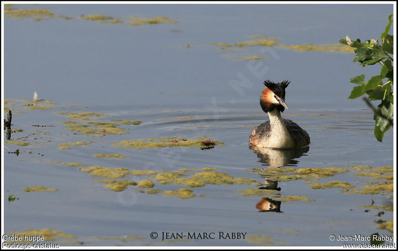 Great Crested Grebe, identification