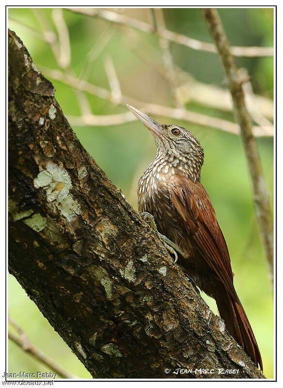 Straight-billed Woodcreeper, close-up portrait