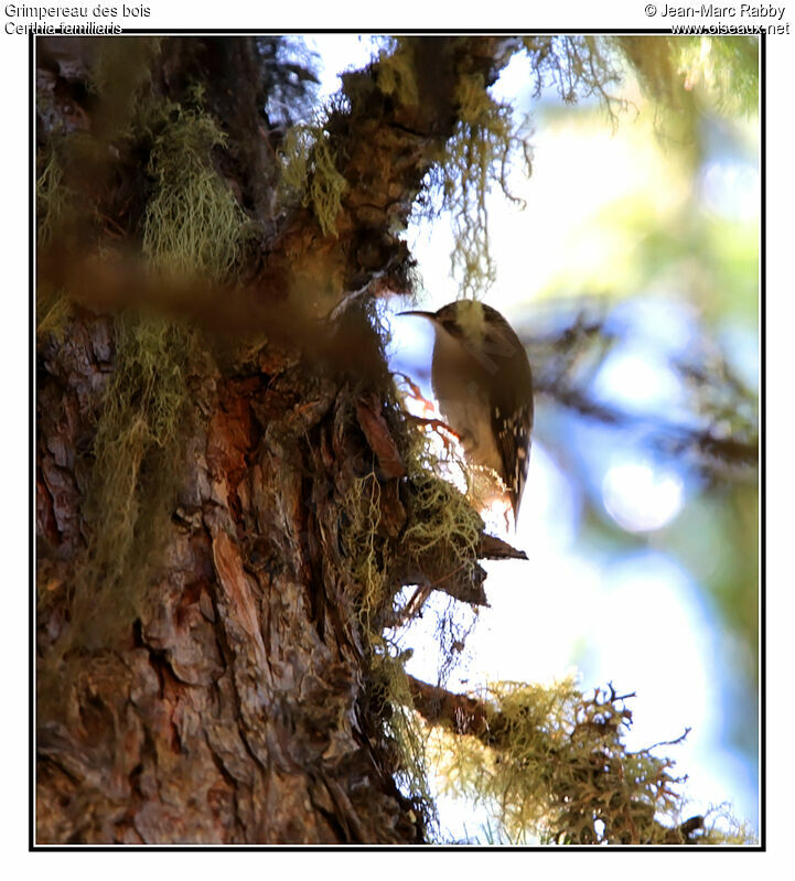 Eurasian Treecreeper, identification