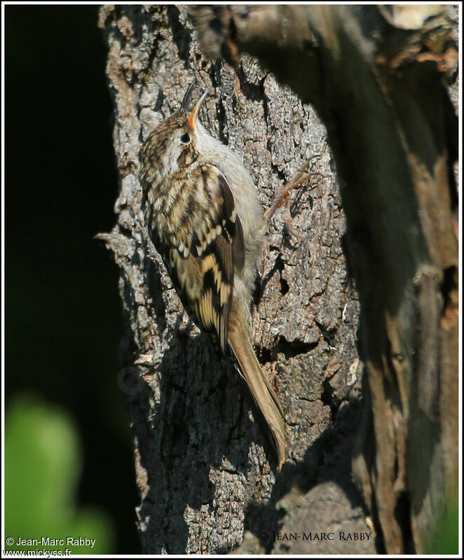 Grimpereau des jardins, identification