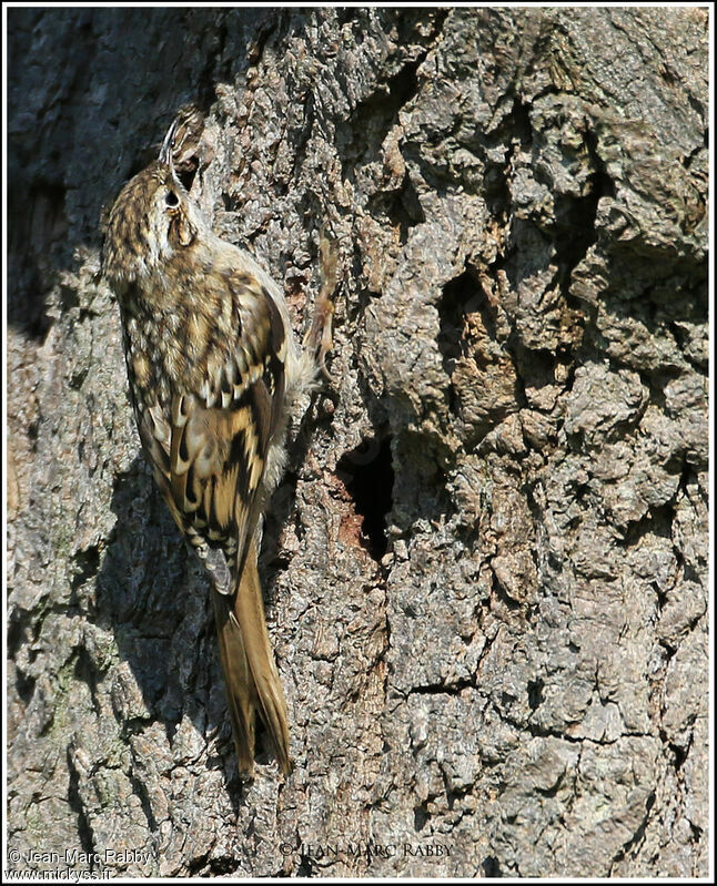 Grimpereau des jardins, identification