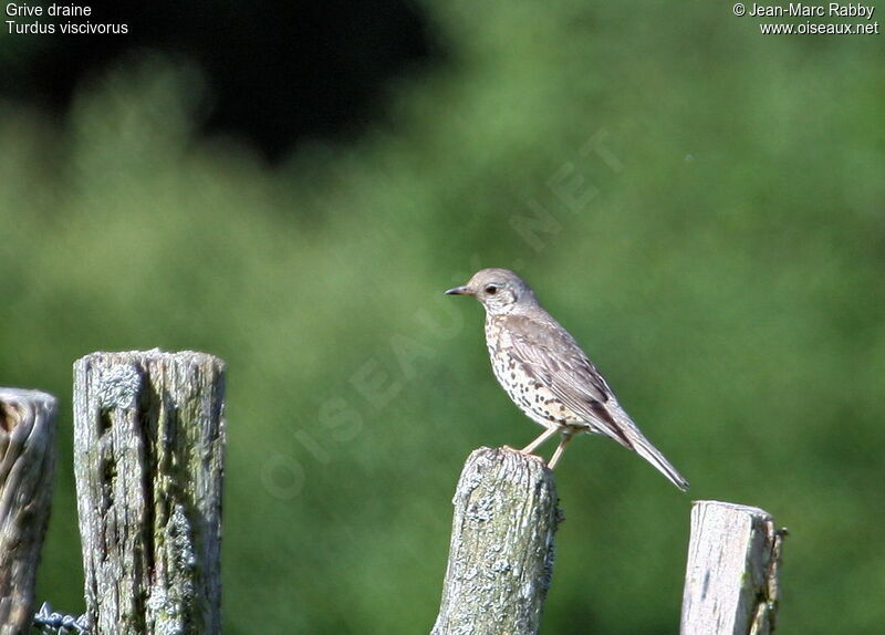 Mistle Thrush, identification