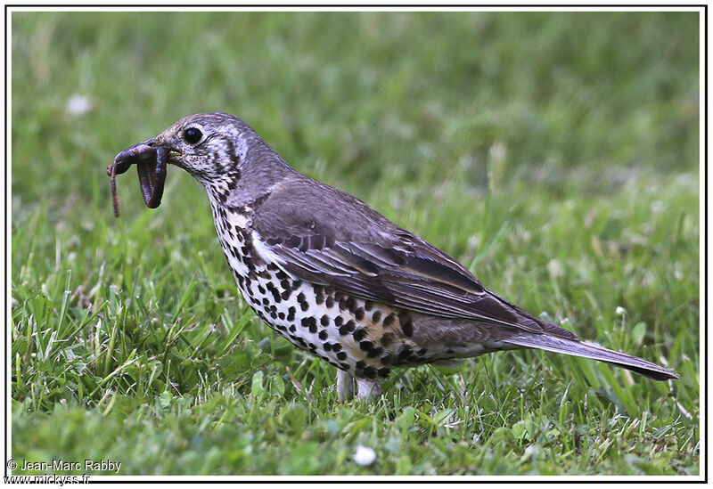 Mistle Thrush, identification