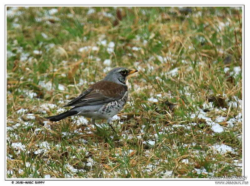 Grive litorne, identification