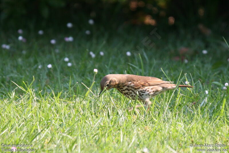 Song Thrush