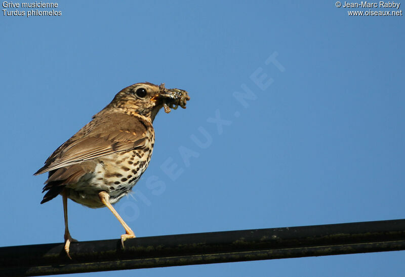 Song Thrush, identification