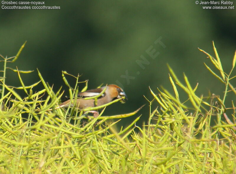 Grosbec casse-noyaux, identification